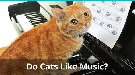 do cats like jazz music: Do they prefer the sound of rain on leaves?